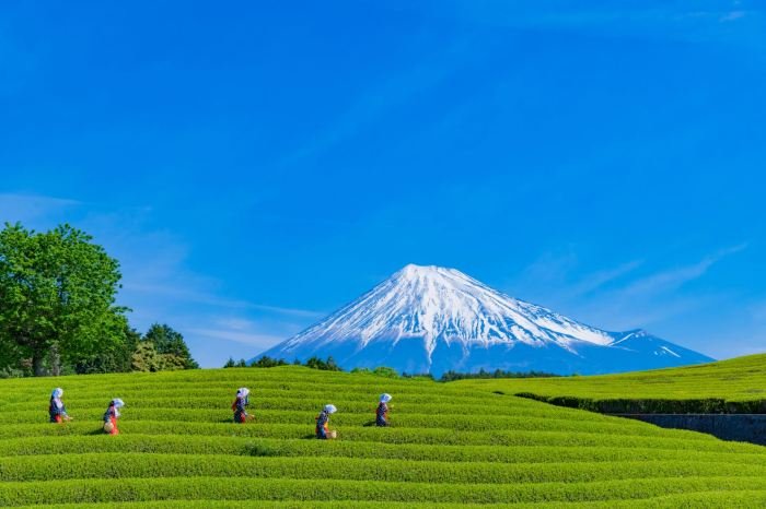 5 Wisata Kebun Teh Paling Hits di Jawa Timur